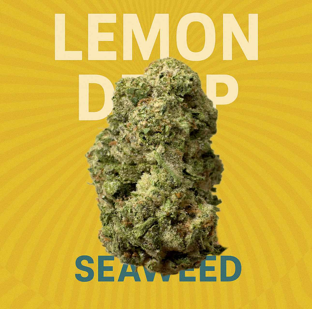 Lemon Drop - (Hybrid)